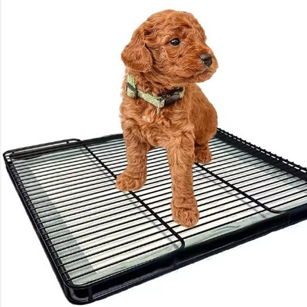 Pet Tray
