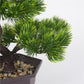 Artificial plant