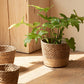 Vine Plant