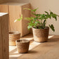 Vine Plant