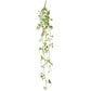Hanging Plant