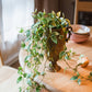 Hanging Plant