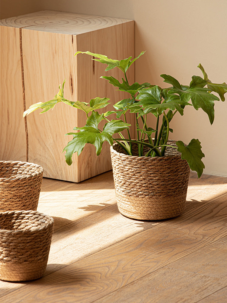 Vine Plant