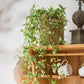 Hanging Plant