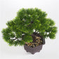Artificial plant
