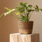 Vine Plant