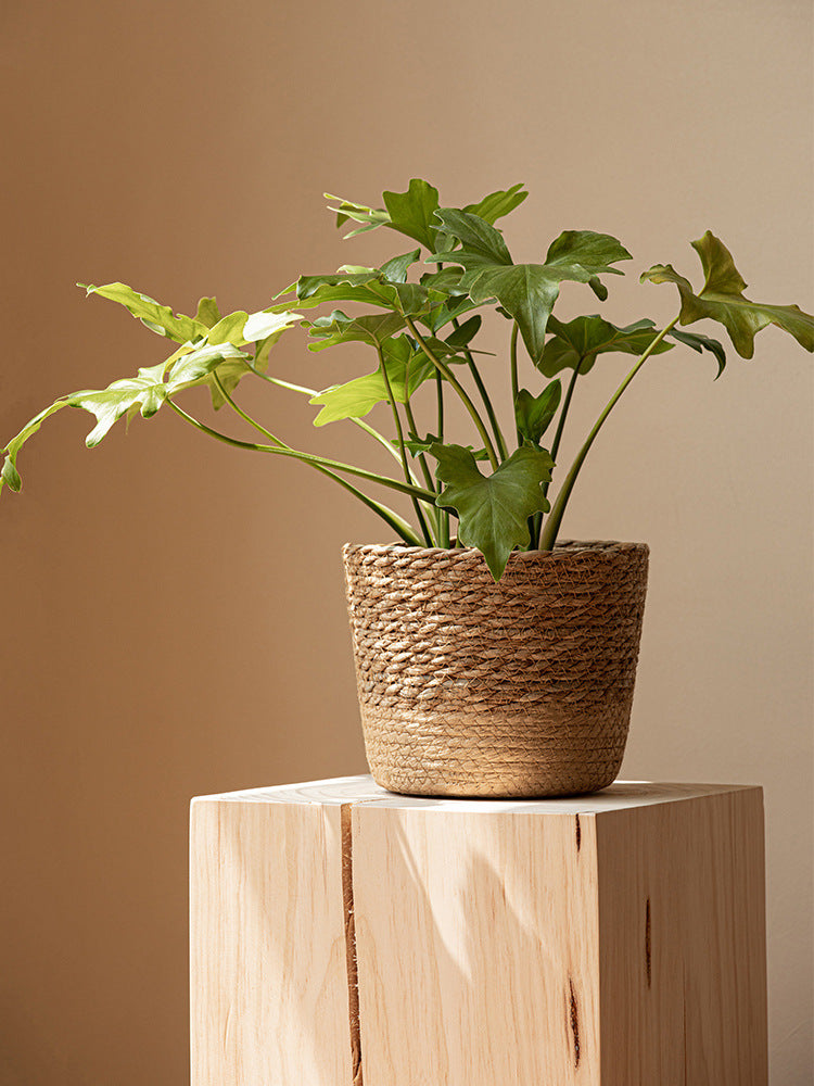 Vine Plant