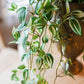 Hanging Plant
