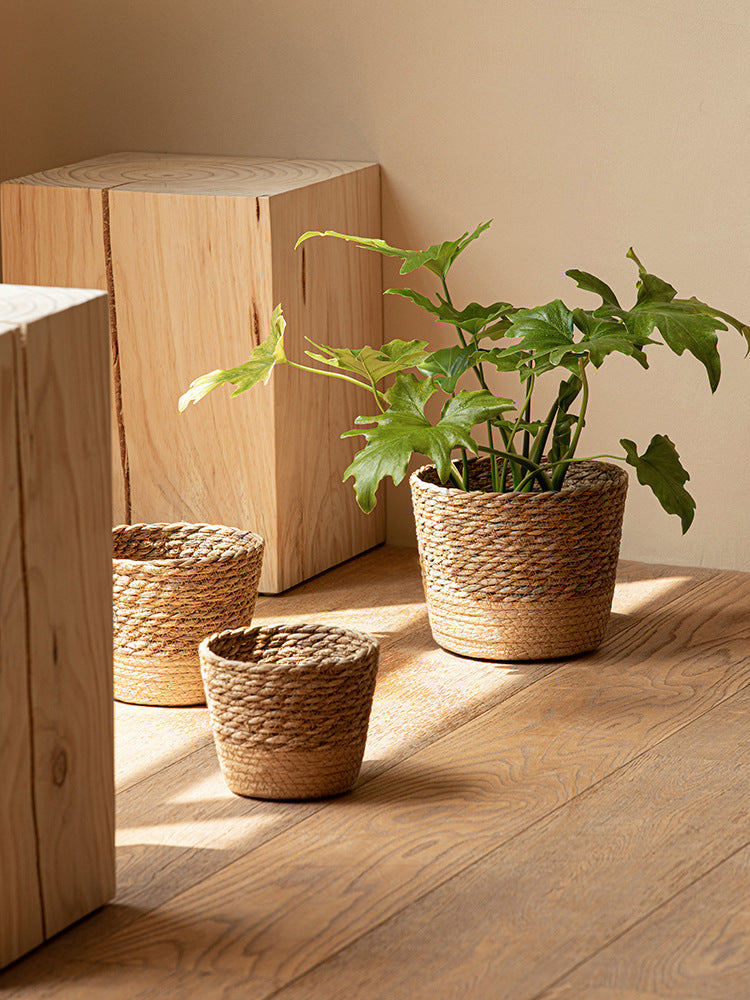 Vine Plant