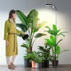 Indoor Light