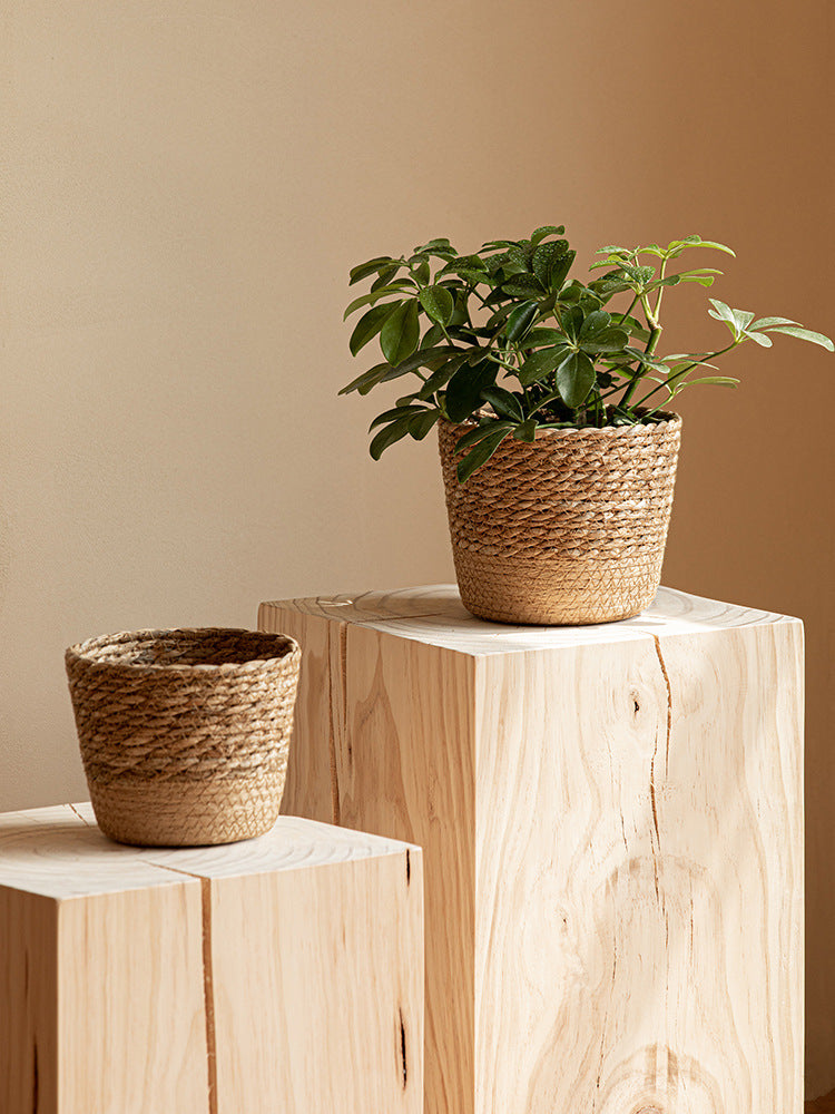 Vine Plant