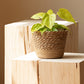 Vine Plant