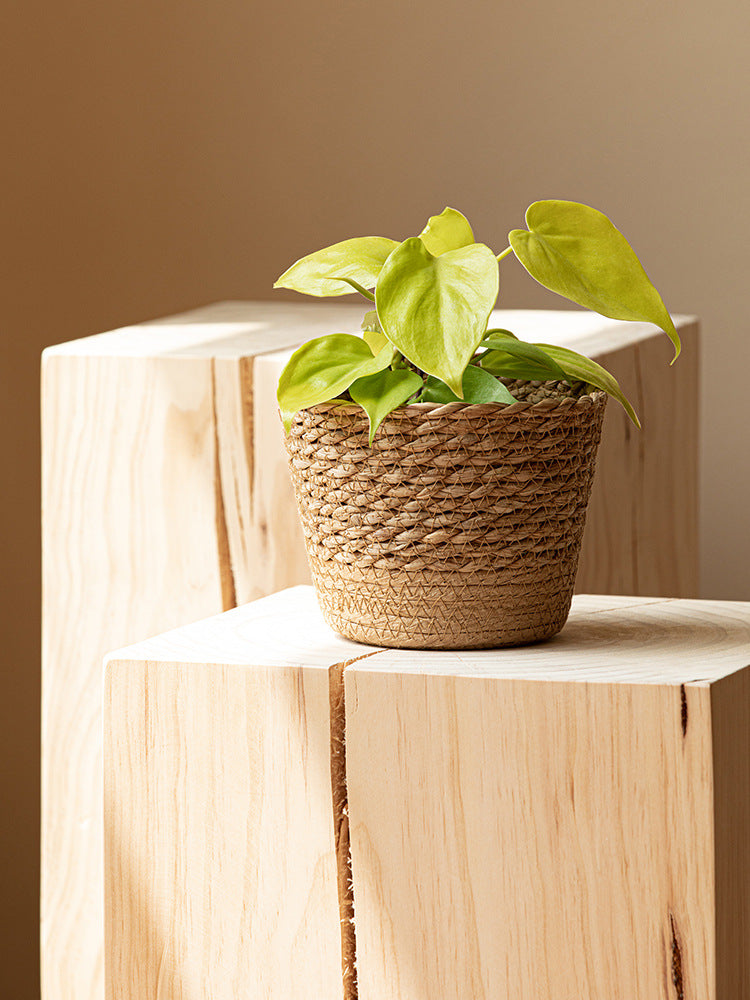 Vine Plant
