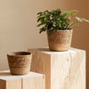 Vine Plant